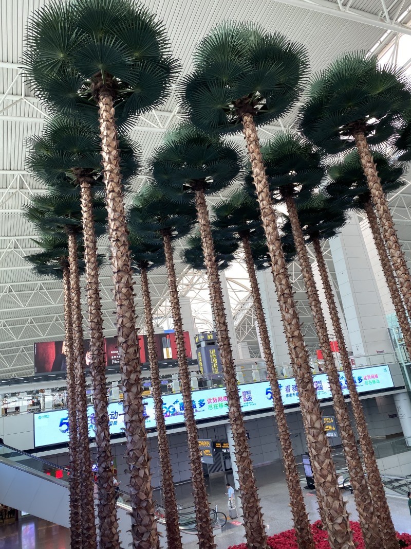 機(jī)場(chǎng)椰子樹(shù)景觀