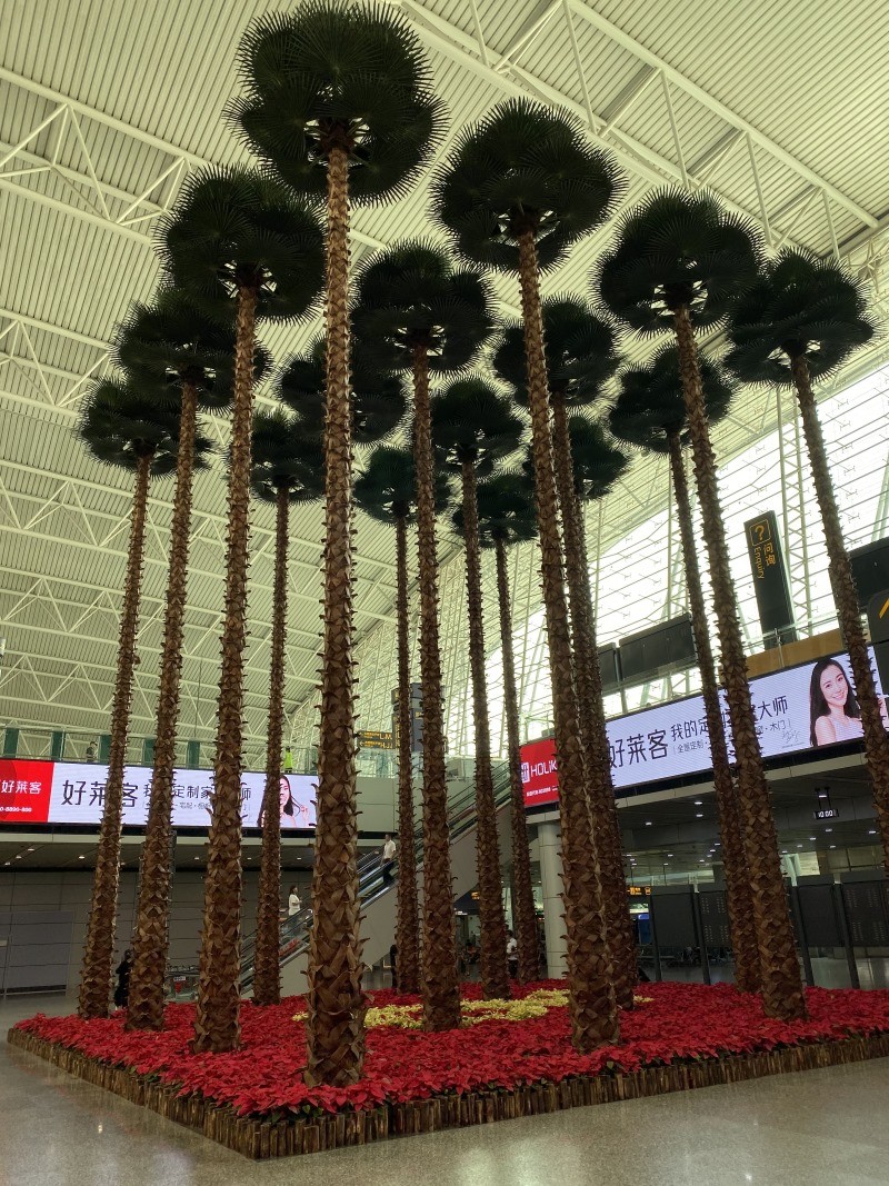 機(jī)場(chǎng)椰子樹(shù)景觀