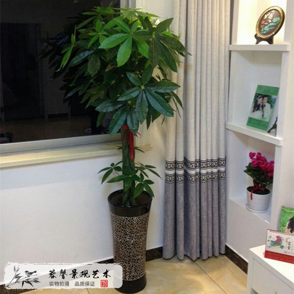 仿真發(fā)財樹多少錢