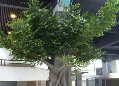 仿真榕樹場景