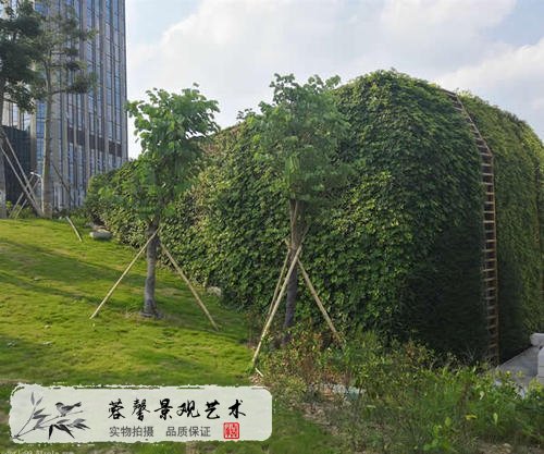 初中崗?fù)ね鈮αⅢw垂直綠化