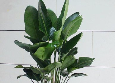 室內仿真植物