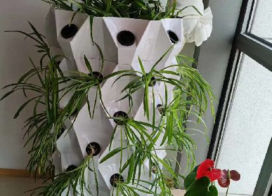 菠蘿塔種植