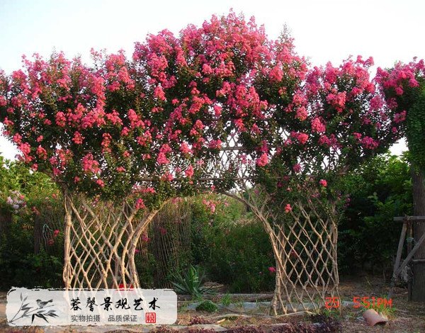 仿真樹應用