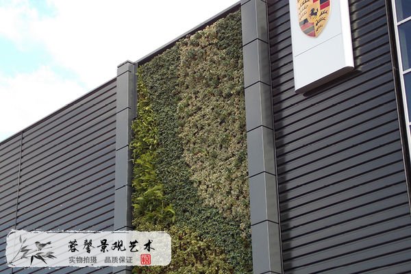 夏季植物墻維護