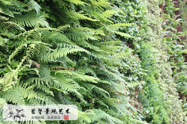 夏季植物墻維護