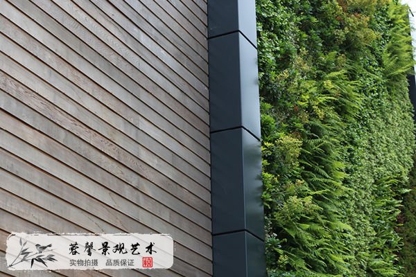 垂直綠化植物墻