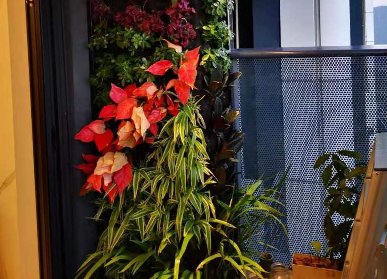 陽臺植物墻陽臺綠化