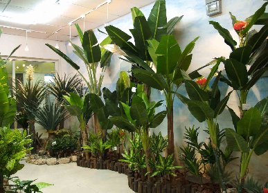 室內(nèi)養(yǎng)什么植物好