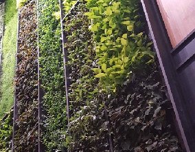 植物墻設(shè)計制作