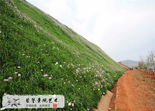 護坡草皮