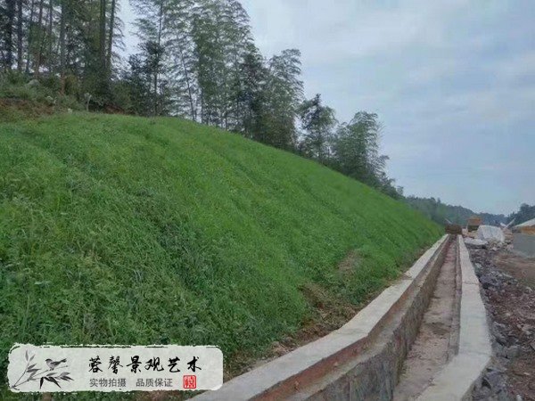 護坡草皮