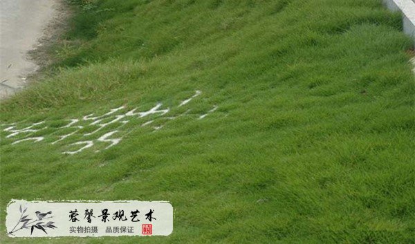 護坡草皮