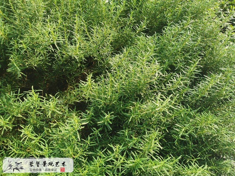 商場室外花鏡