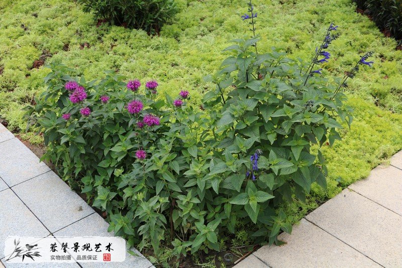 市政行政樓整體花境