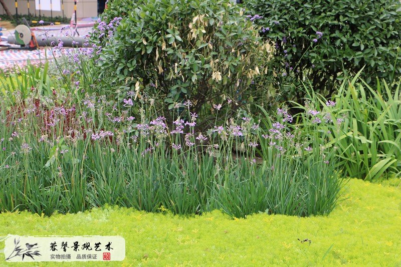 市政行政樓整體花境