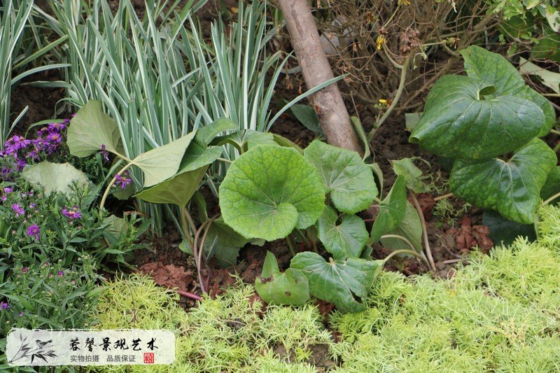 市政行政樓整體花境
