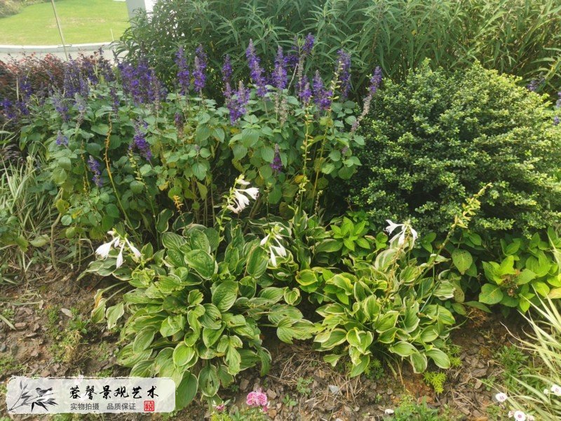 樓盤公共區(qū)域花境