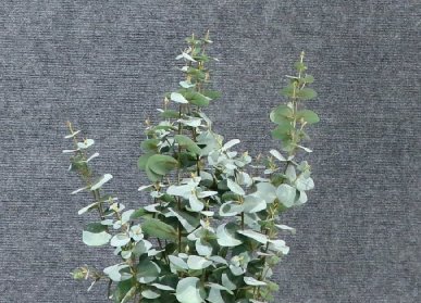 仿真金錢葉樹(shù)