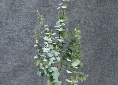 仿真金錢葉樹(shù)
