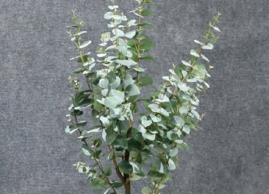 仿真金錢葉樹(shù)