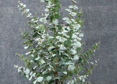 仿真金錢葉樹(shù)