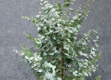 仿真金錢葉樹(shù)