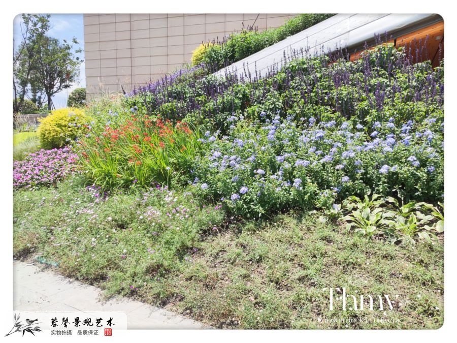 機(jī)場花境景觀