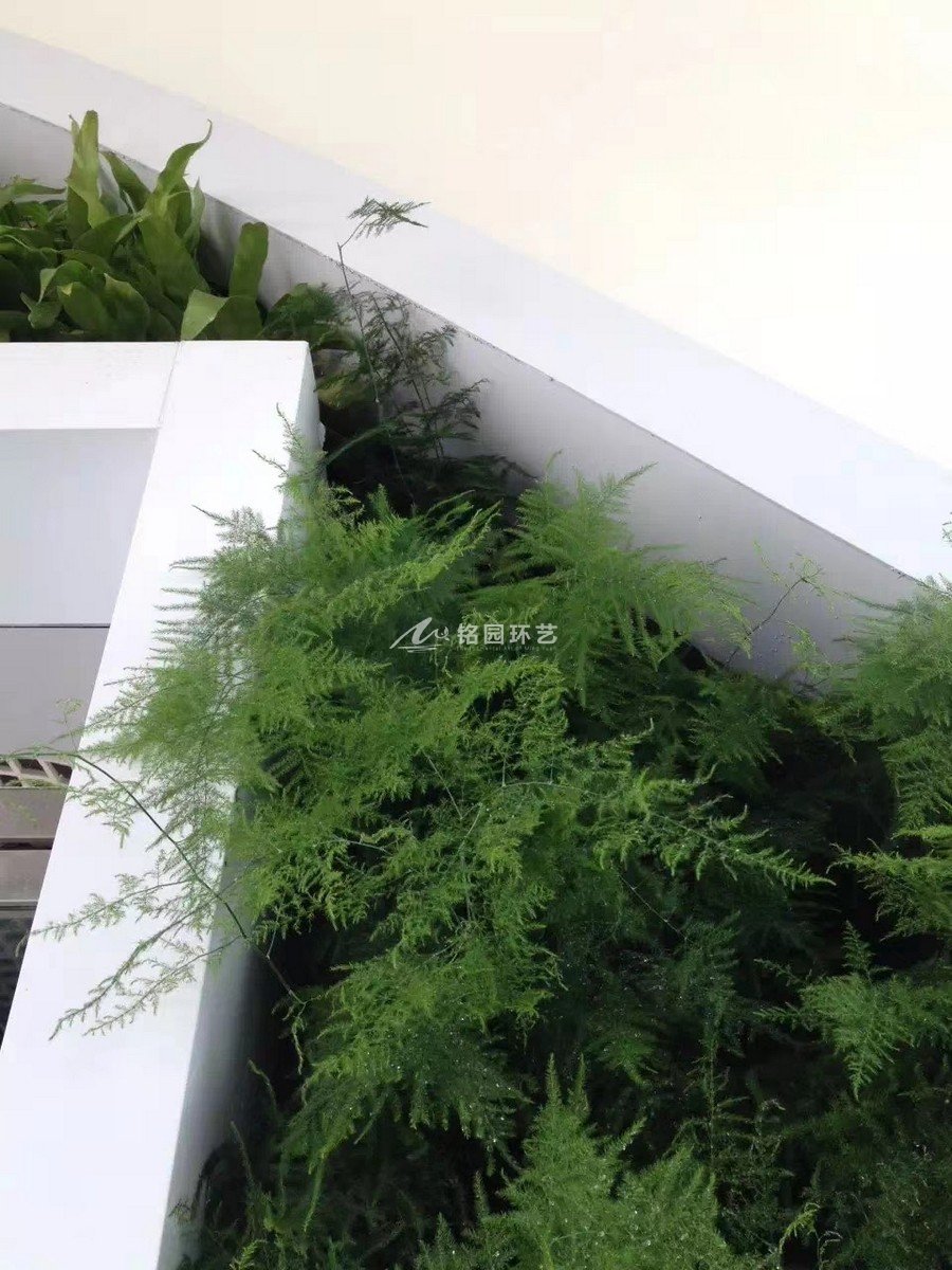 門(mén)頭植物墻