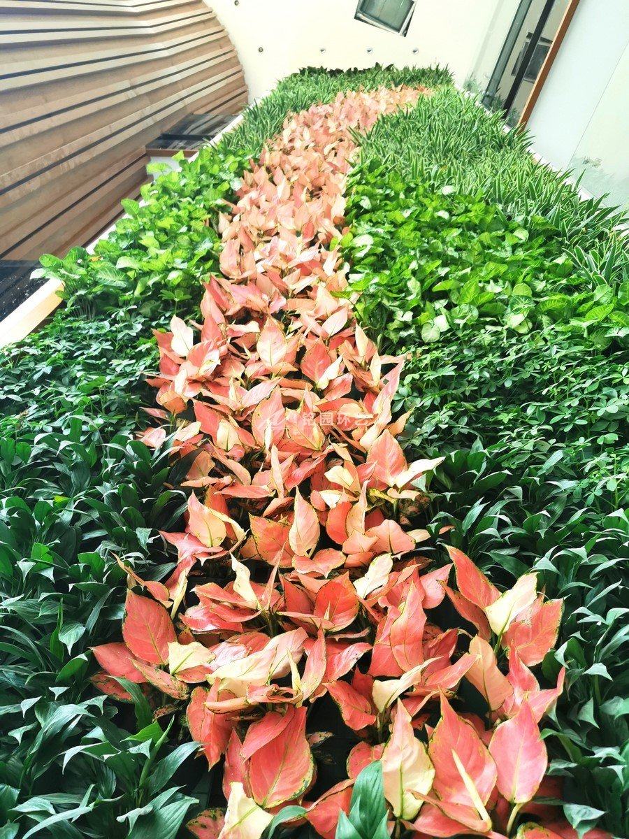 廣場室內(nèi)垂直綠化
