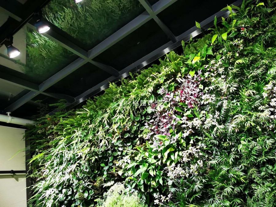 別墅室內(nèi)植物墻