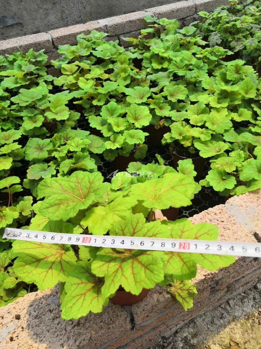 商場(chǎng)室內(nèi)植物墻