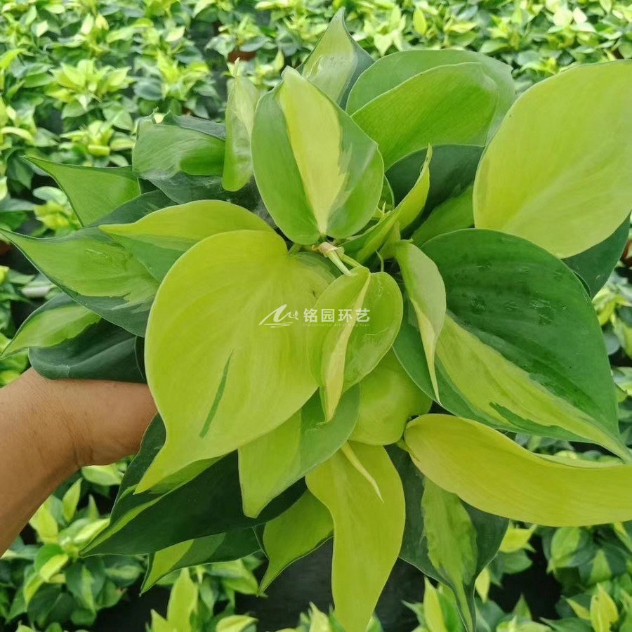 商場(chǎng)室內(nèi)植物墻