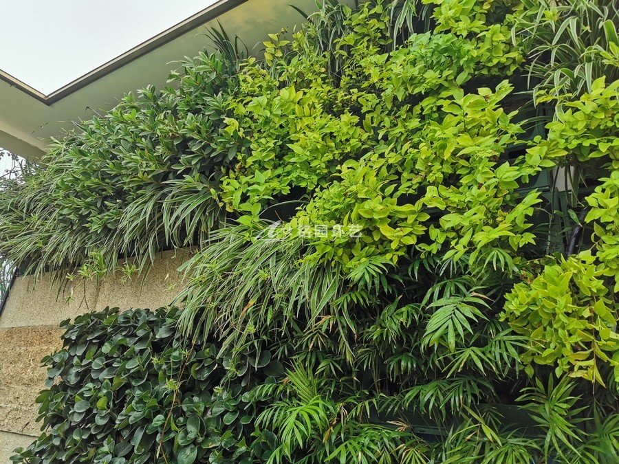 室內(nèi)垂直綠化植物墻